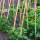 Plant!T Bambusstab
