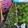 Plant!T Bambusstab